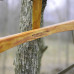 24in Cherry Bucksaw